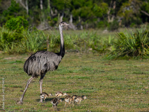 Greater Rhea with chicks foraging in savannah of Pantanal, Brazil photo