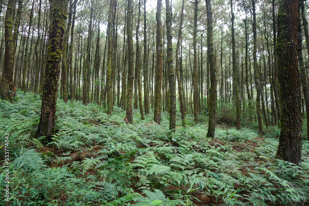 Obraz premium forest trails, hiking trails, pine forests.