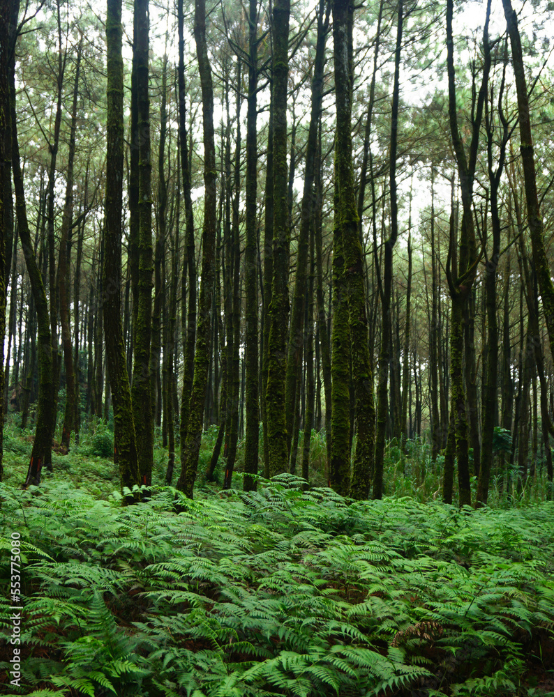 Obraz premium forest trails, hiking trails, pine forests.