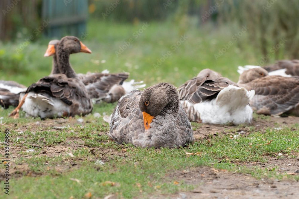 A herd of gray domestic geese.Gray geese graze on the green grass in a clearing near the house. A herd of gray domestic geese.Gray geese graze on the green grass in a clearing near the house.