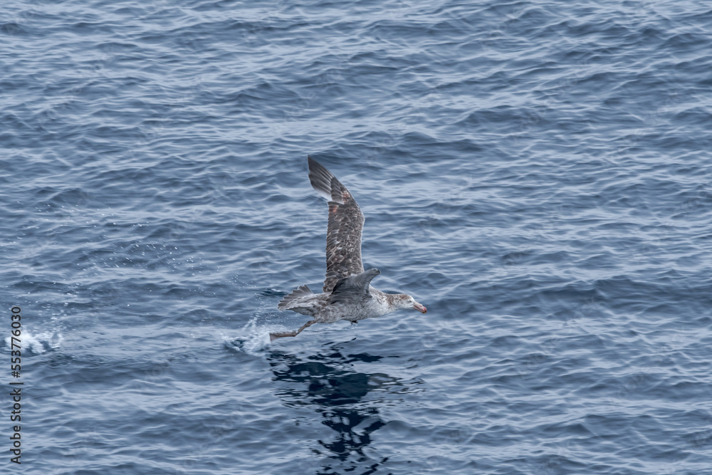 Naklejka premium Northern Giant Petrel (Macronectes halli) in South Atlantic Ocean, Southern Ocean, Antarctica
