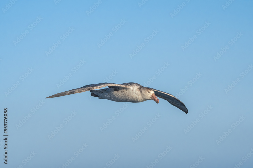 Northern Giant Petrel (Macronectes halli) in South Atlantic Ocean, Southern Ocean, Antarctica Northern Giant Petrel (Macronectes halli) in South Atlantic Ocean, Southern Ocean, Antarctica