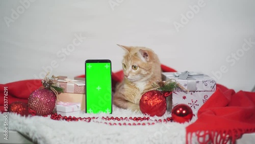 A cute little red cat is sitting between the gift boxes and red christmas tree balls with a green screen phone. Chroma key vertical smartphone mock up for advertising the new year.