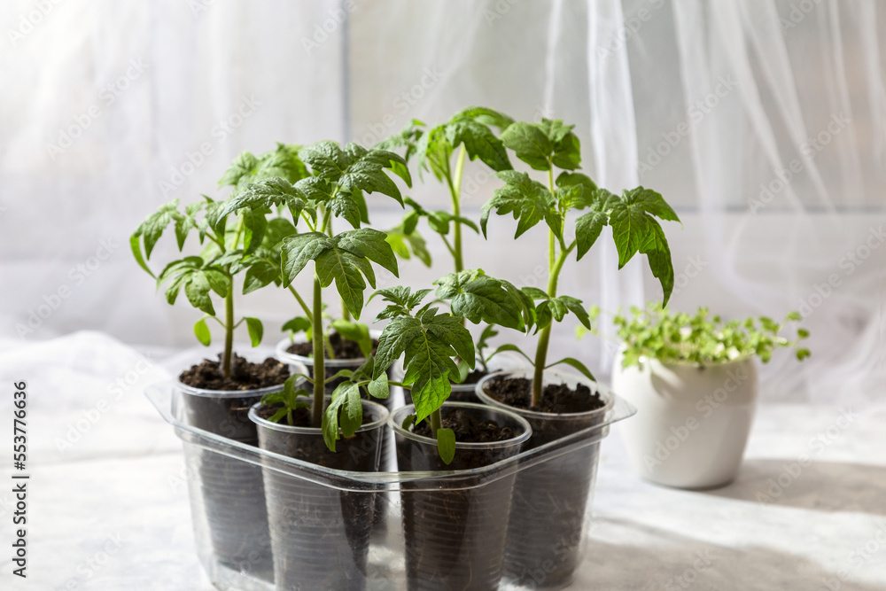 Young seedlings of tomatoes on the windowsill. Ecological home cultivation of tomato seedlings in winter and early spring. Reuse of disposable plastic tableware Young seedlings of tomatoes on the windowsill. Ecological home cultivation of tomato seedlings in winter and early spring. Reuse of disposable plastic tableware