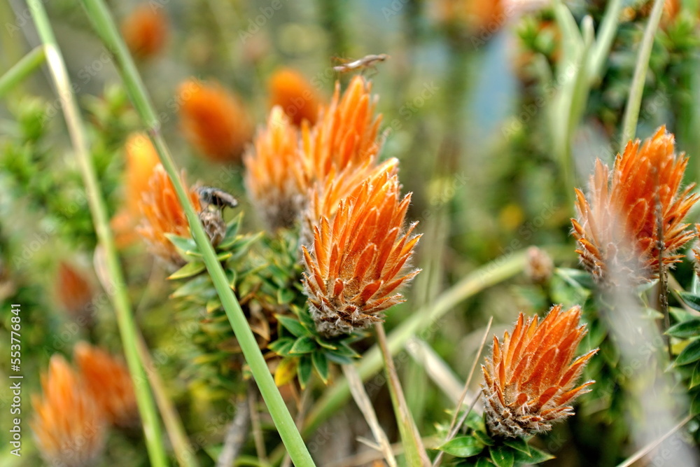 Flower of the Andes growing above Quilotoa Lake near Latacunga, Ecuador Flower of the Andes growing above Quilotoa Lake near Latacunga, Ecuador