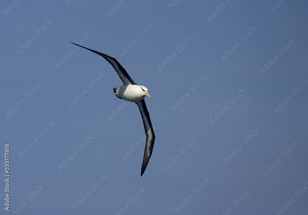 Black-browed Albatross, Wenkbrauwalbatros, Thalassarche melanophrys Black-browed Albatross, Wenkbrauwalbatros, Thalassarche melanophrys