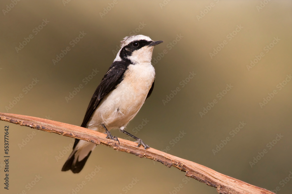 Obraz premium Vitatta Bonte Tapuit, Vittata Pied Wheatear, Oenanthe pleschanka vittata