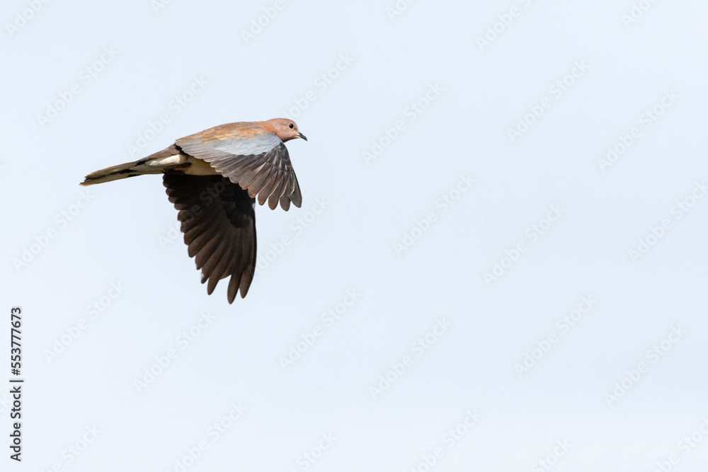 Obraz premium Palmtortel, Laughing Dove, Streptopelia senegalensis