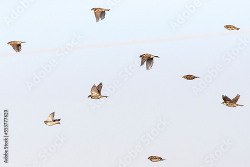 Spaanse Mus, Spanish Sparrow, Passer hispaniolensis photo