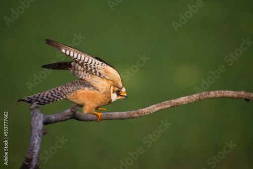 Roodpootvalk  Red-footed Falcon  Falco vespertinus