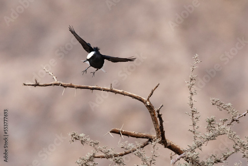 Witkruintapuit, White-crowned Wheatear, Oenanthe leucopyga photo