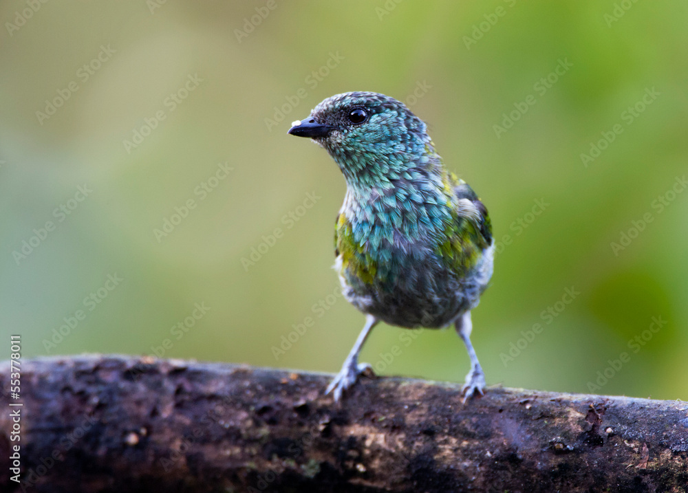 Heines Tangare, Black-capped Tanager, Tangara heinei Heines Tangare, Black-capped Tanager, Tangara heinei