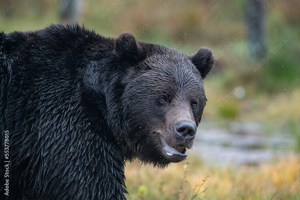 Fototapeta premium Brown bear, Finland