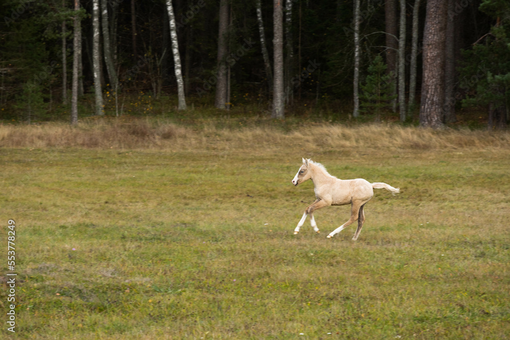 Running palomino foal in the field. High quality photo Running palomino foal in the field. High quality photo