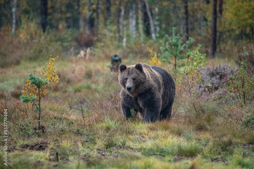 Brown bear, Finland Brown bear, Finland