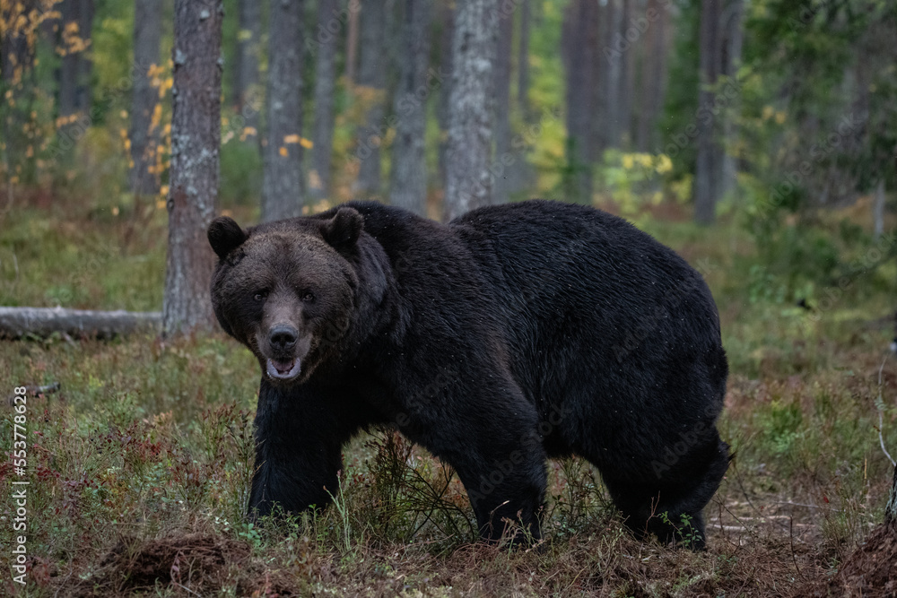 Brown bear, Finland Brown bear, Finland