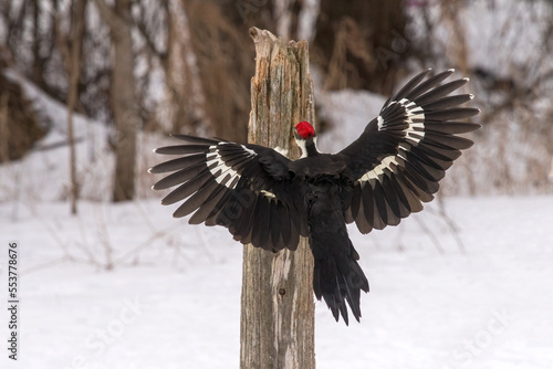 pileated woodpecker landing