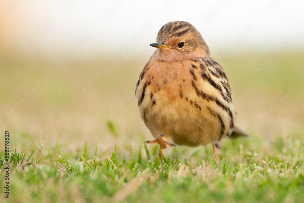 Roodkeelpieper, Red-throated Pipit, Anthus cervinus Roodkeelpieper, Red-throated Pipit, Anthus cervinus