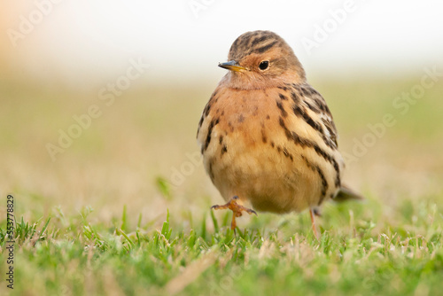 Wallpaper Mural Roodkeelpieper, Red-throated Pipit, Anthus cervinus Torontodigital.ca