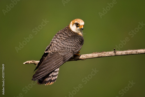 Roodpootvalk, Red-footed Falcon, Falco vespertinus