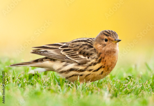 Roodkeelpieper, Red-throated Pipit, Anthus cervinus © Marc