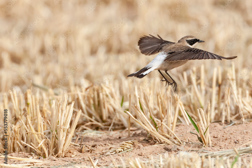 Obraz premium Oostelijke Blonde Tapuit, Eastern Black-eared Wheatear, Oenanthe melanoleuca