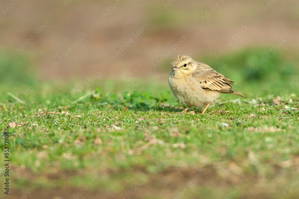 Fototapeta premium Duinpieper, Tawny Pipit, Anthus campestris