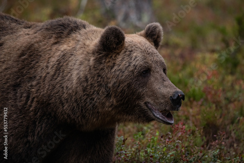 Brown bear  Finland