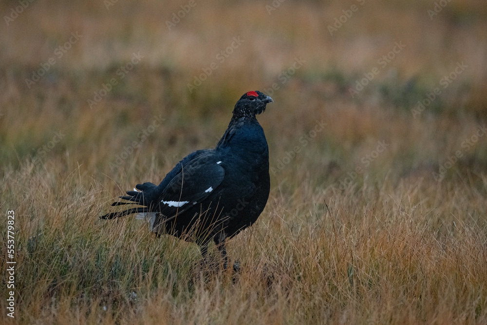 Black Grouse Black Grouse