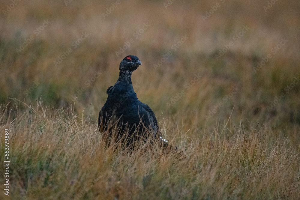 Black Grouse Black Grouse