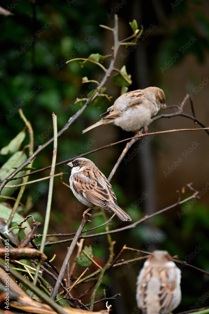 closeup the bunch small brown black sparrow sitting on the tree branch soft focus natural grey brown background. closeup the bunch small brown black sparrow sitting on the tree branch soft focus natural grey brown background.