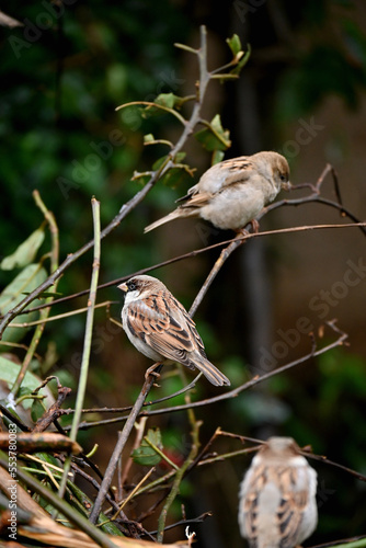 closeup the bunch small brown black sparrow sitting on the tree branch soft focus natural grey brown background.