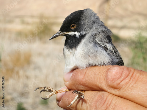 Rüppells Grasmus, Rüppell’s Warbler, Sylvia ruppeli photo