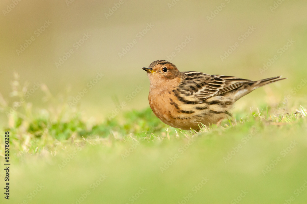 Roodkeelpieper, Red-throated Pipit, Anthus cervinus Roodkeelpieper, Red-throated Pipit, Anthus cervinus