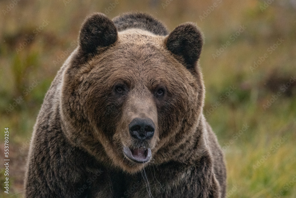 Brown bear in Finland