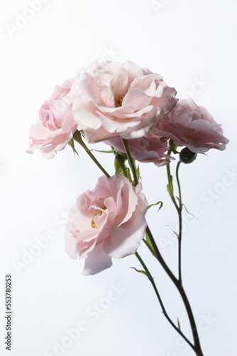 Fototapeta Naklejka Na Ścianę i Meble -  Light pink roses on a white background.