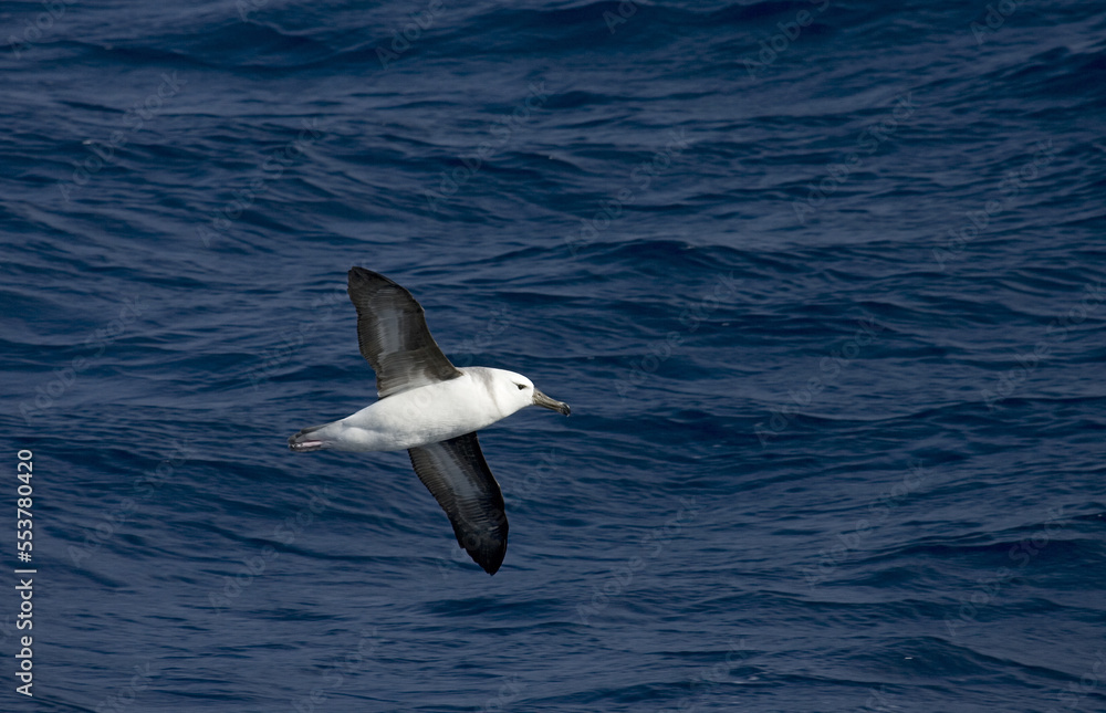 Fototapeta premium Black-browed Albatross, Wenkbrauwalbatros, Thalassarche melanophrys