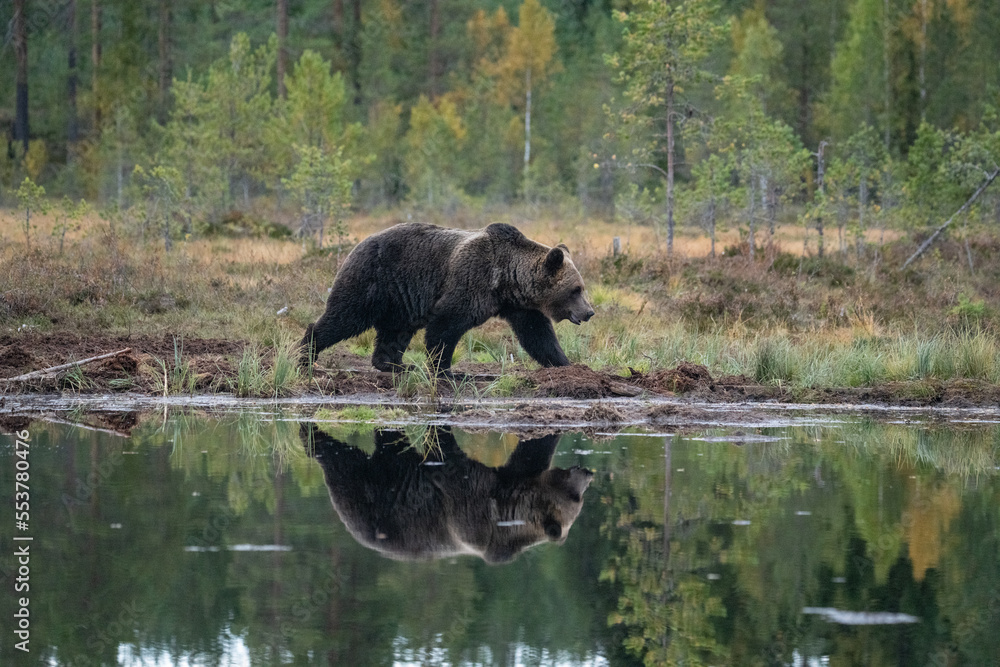 Brown bear in Finland Brown bear in Finland