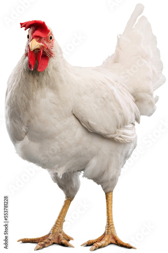 Obraz na płótnie Big organic roaming natural white and village chicken