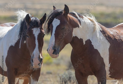 Fototapeta Naklejka Na Ścianę i Meble -  Beautiful Wild Horses in the Wyomign Desert in Autumn