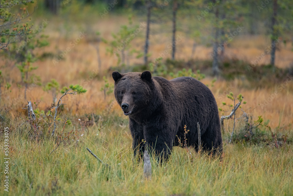Brown bear in Finland Brown bear in Finland