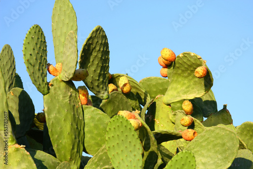 Prickly pear cactus with fruits at the coast of the sea in Kolimpia, Rhodes island, Greece  photo