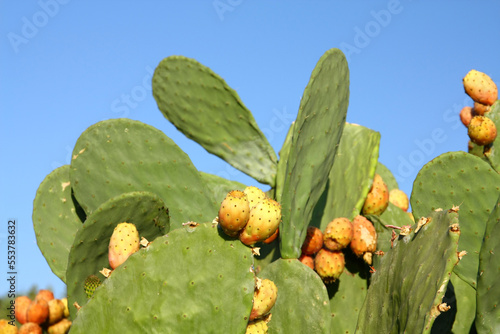 Prickly pear cactus with fruits at the coast of the sea in Kolimpia, Rhodes island, Greece  photo