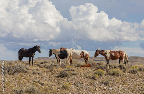 Beautiful Wild Horses in the Wyomign Desert in Autumn