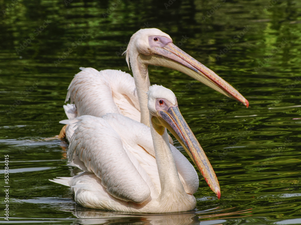Two great pelicans swimming on a green lake in bird park of Villars-les-Dombes, France Two great pelicans swimming on a green lake in bird park of Villars-les-Dombes, France