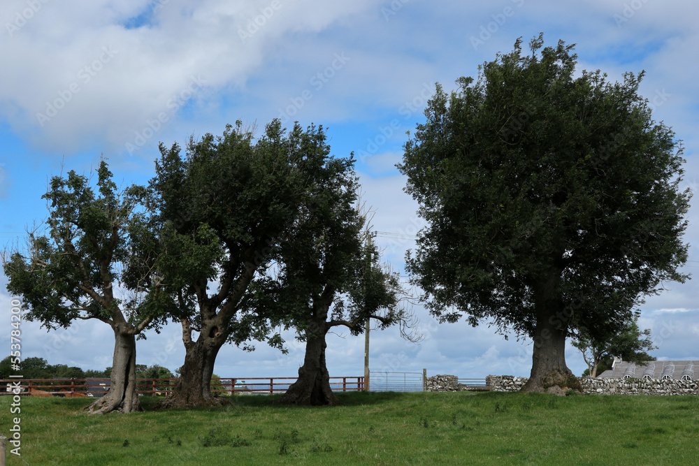 Three oaks in a field - Ballyvaughn - County Clare - Ireland Three oaks in a field - Ballyvaughn - County Clare - Ireland