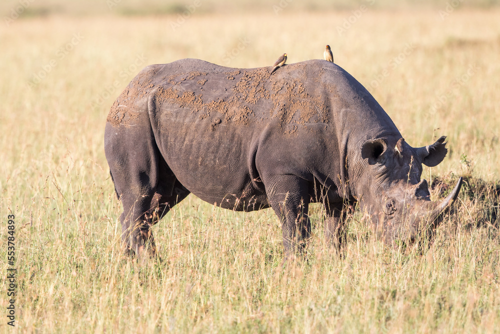 Obraz premium Black rhinoceros with yellow billed oxpecker on the back