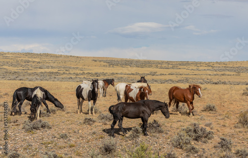 Fototapeta Naklejka Na Ścianę i Meble -  Beautiful Wild Horses in the Wyomign Desert in Autumn