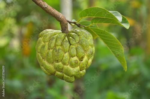 Custard apple or Annona squamosa front view isolated photo