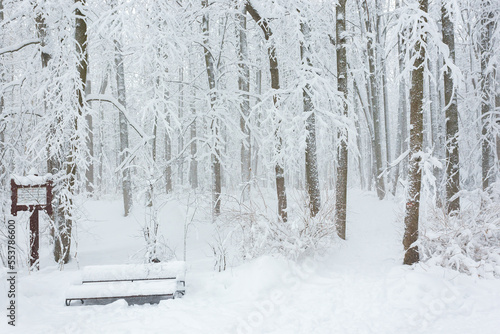 Winter forest after heavy snow © Igor Kapustin